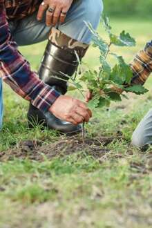 Antigos alunos da Universidade do Porto plantam árvores autóctones em Gondomar